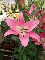 [4514 PO102 Pinnacle No02.JPG]